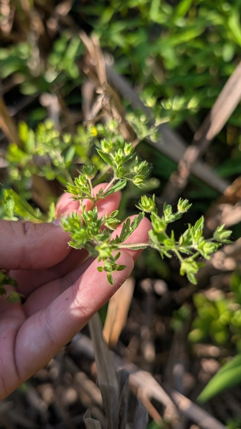 Brook Cinquefoil photo 8