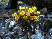 Dwarf Mountain Cinquefoil