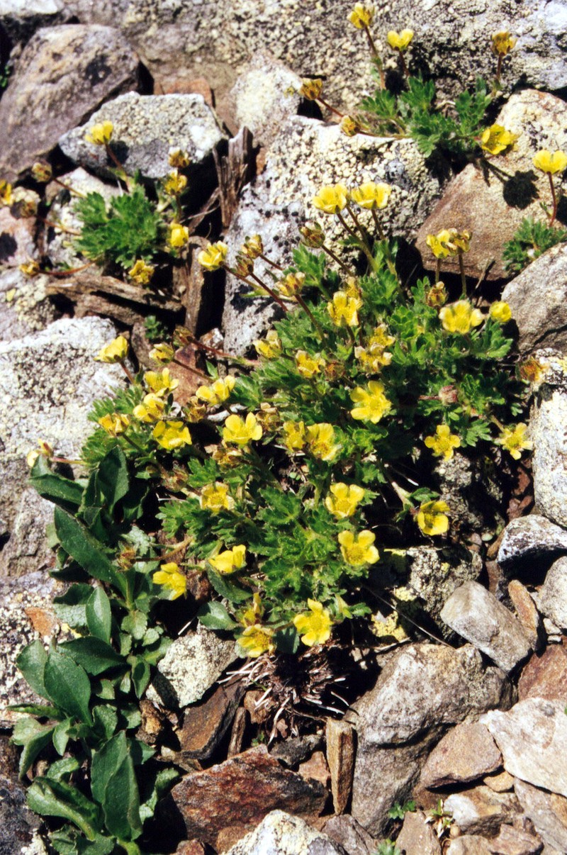 Dwarf Mountain Cinquefoil photo 2