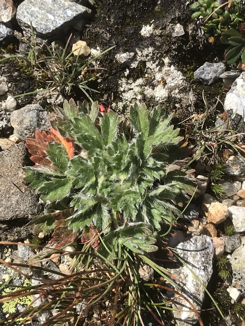 Dwarf Mountain Cinquefoil photo 3
