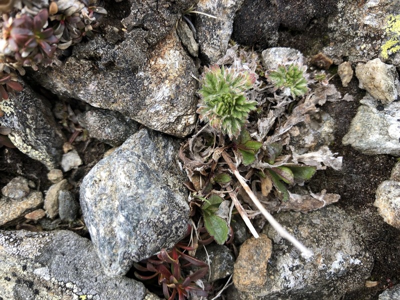 Dwarf Mountain Cinquefoil photo 4