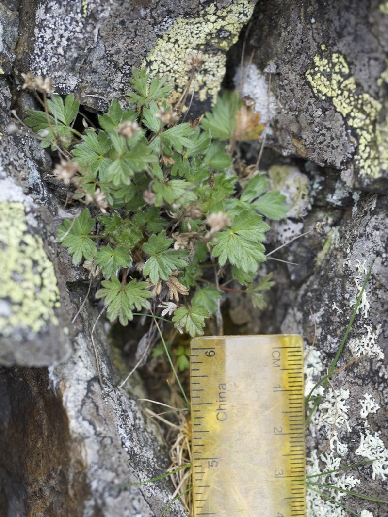 Dwarf Mountain Cinquefoil photo 5