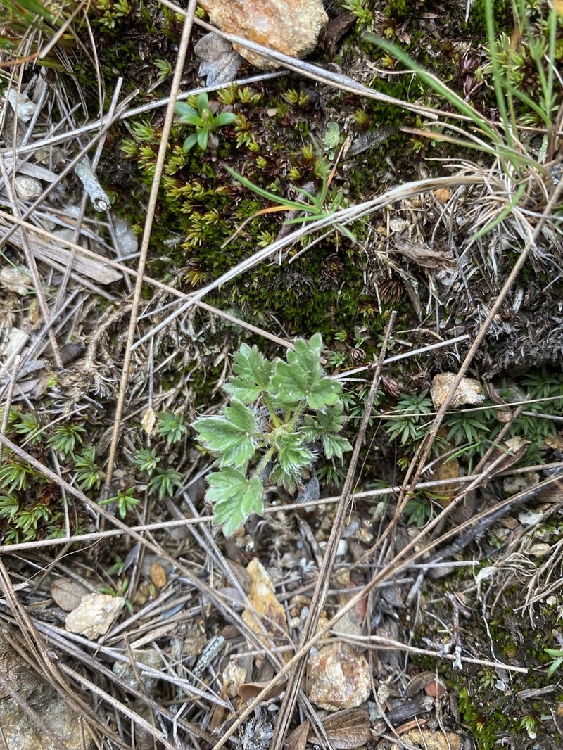 Dwarf Mountain Cinquefoil photo 6