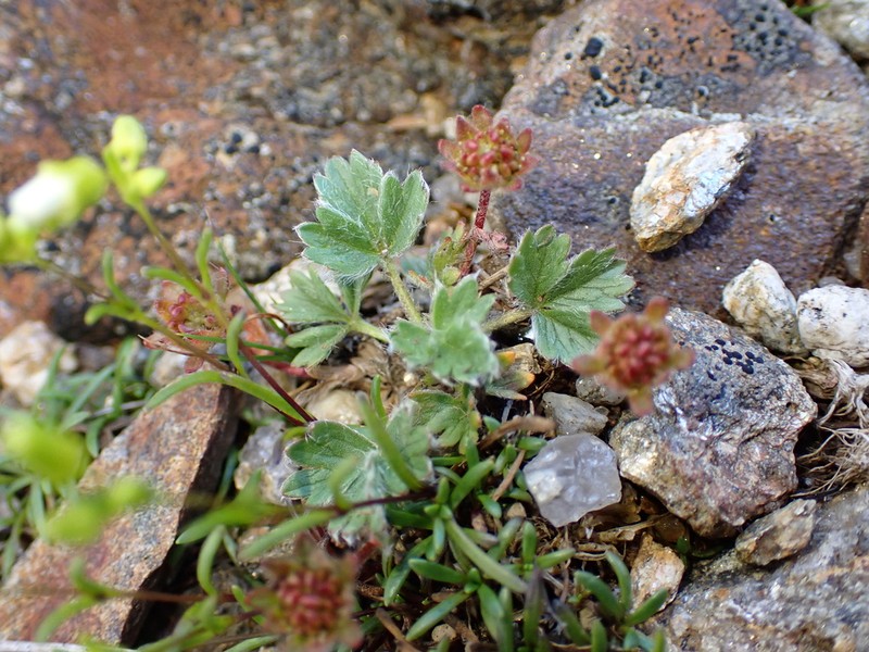 Dwarf Mountain Cinquefoil photo 7