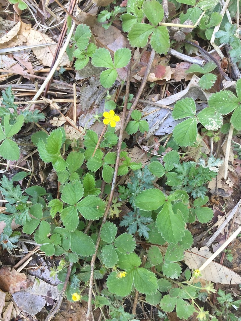 Potentilla rosulifera