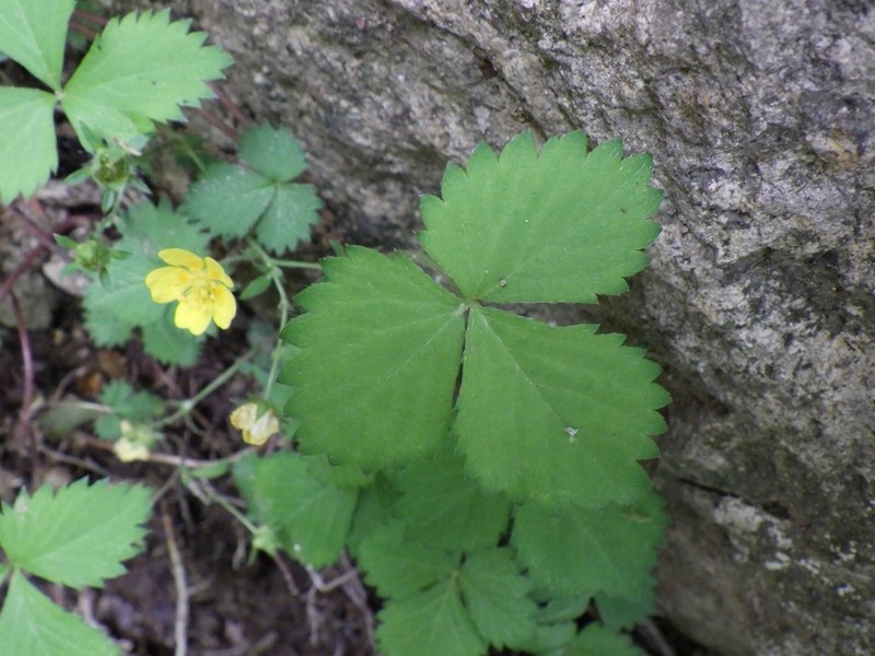 Potentilla rosulifera photo 2