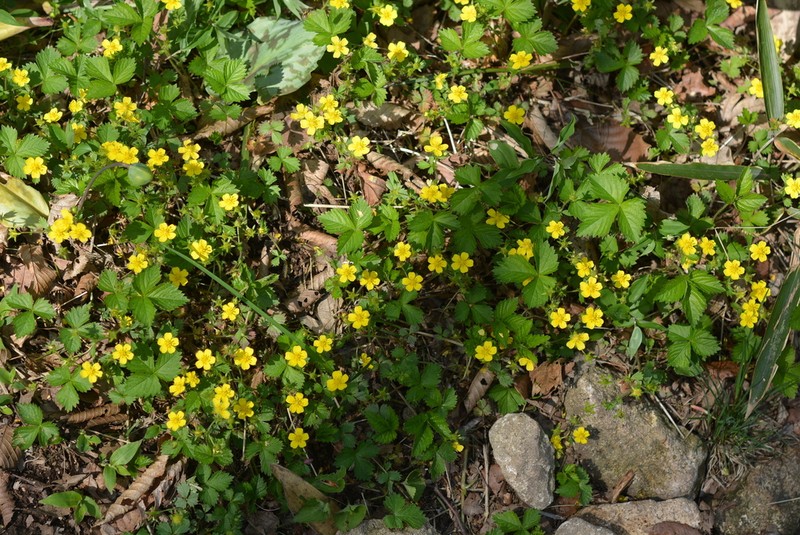 Potentilla rosulifera photo 3