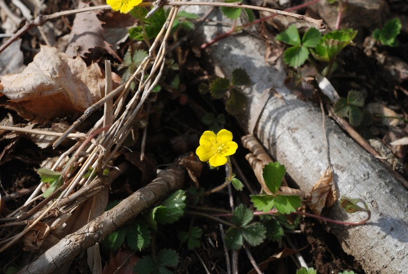 Potentilla rosulifera photo 4