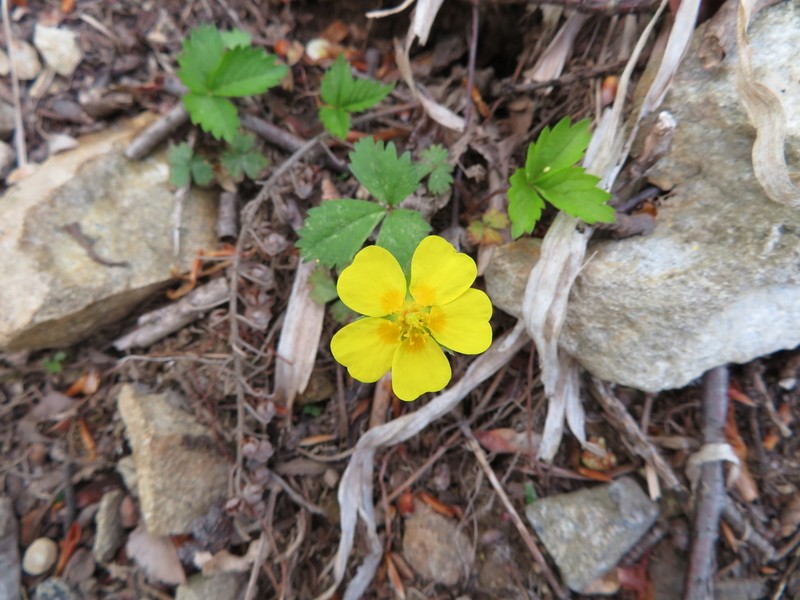 Potentilla rosulifera photo 5