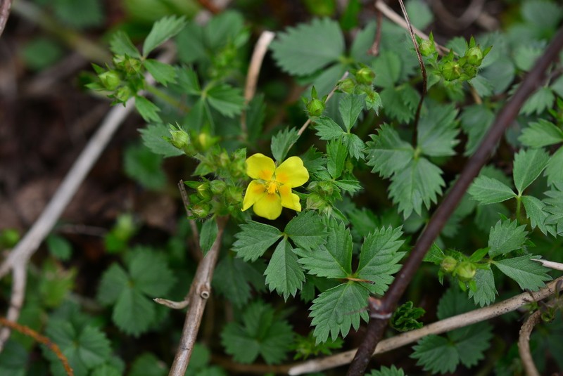 Potentilla rosulifera photo 6