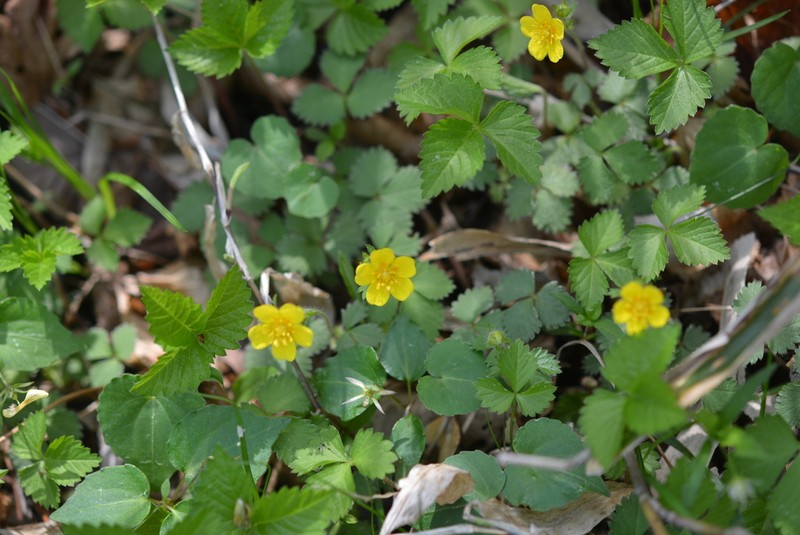 Potentilla rosulifera photo 7