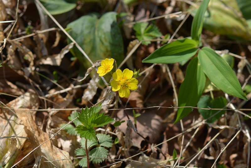 Potentilla rosulifera photo 8