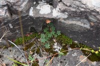 Reddish Cinquefoil