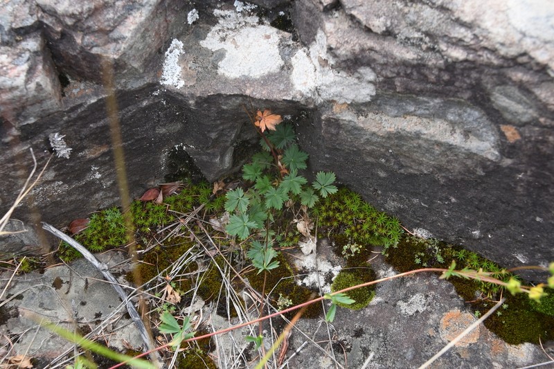 Reddish Cinquefoil
