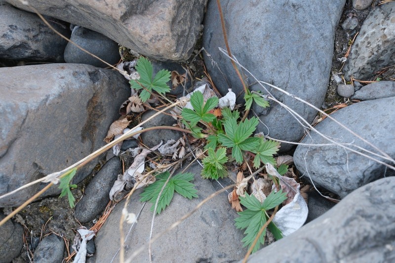 Reddish Cinquefoil photo 2