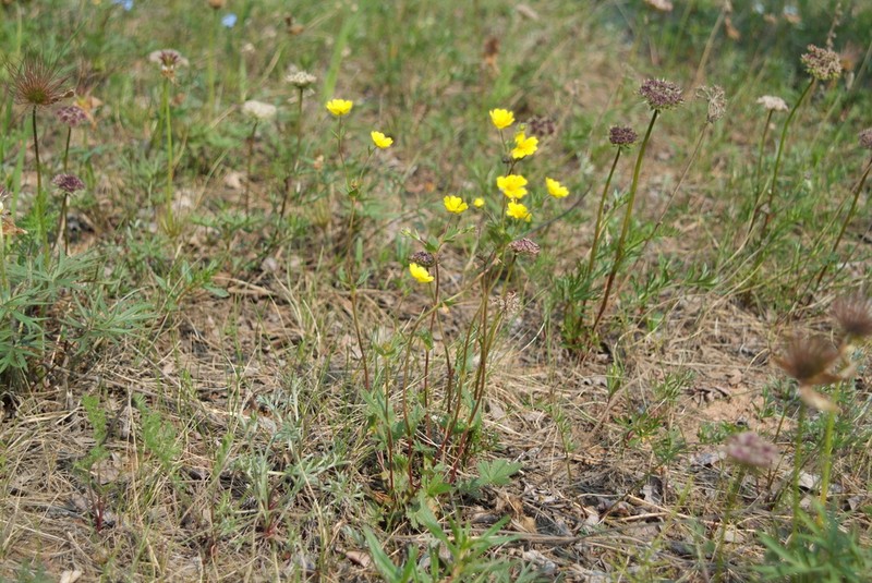 Reddish Cinquefoil photo 3