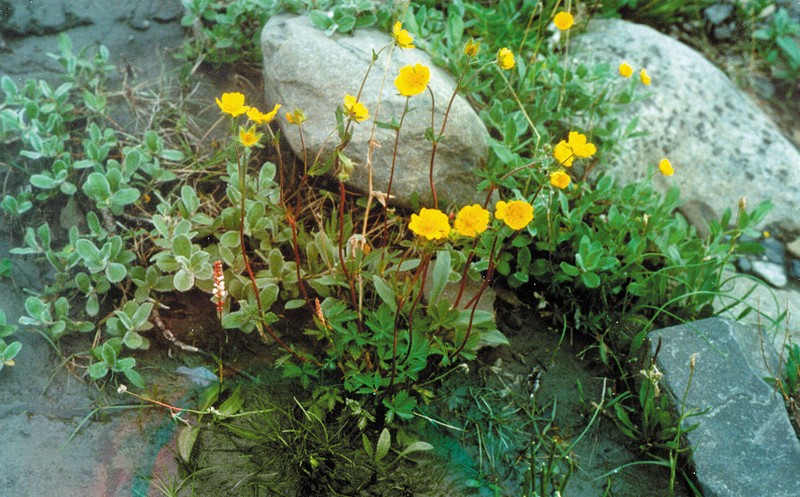 Reddish Cinquefoil photo 4
