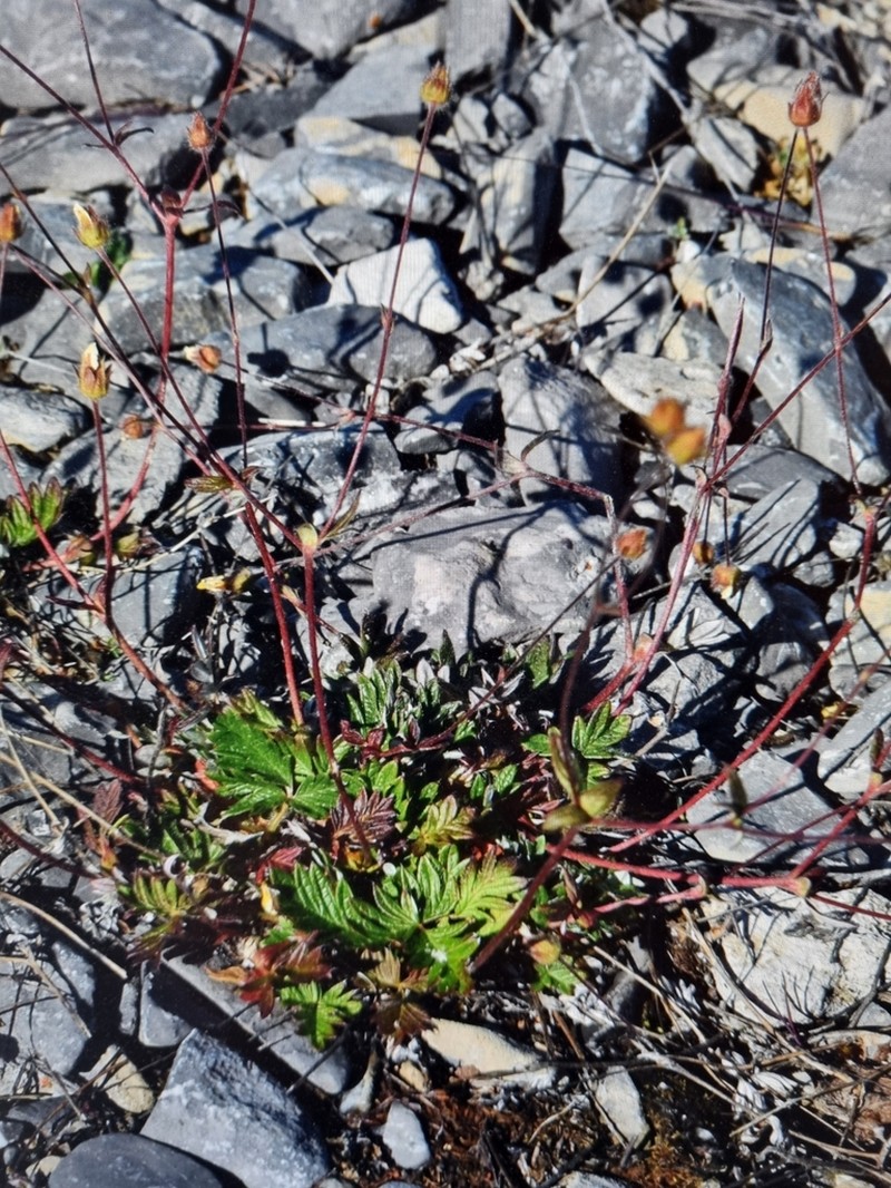 Reddish Cinquefoil photo 5