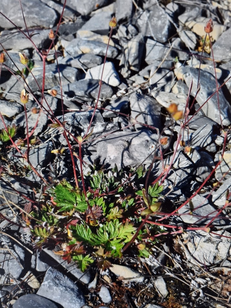 Reddish Cinquefoil photo 6