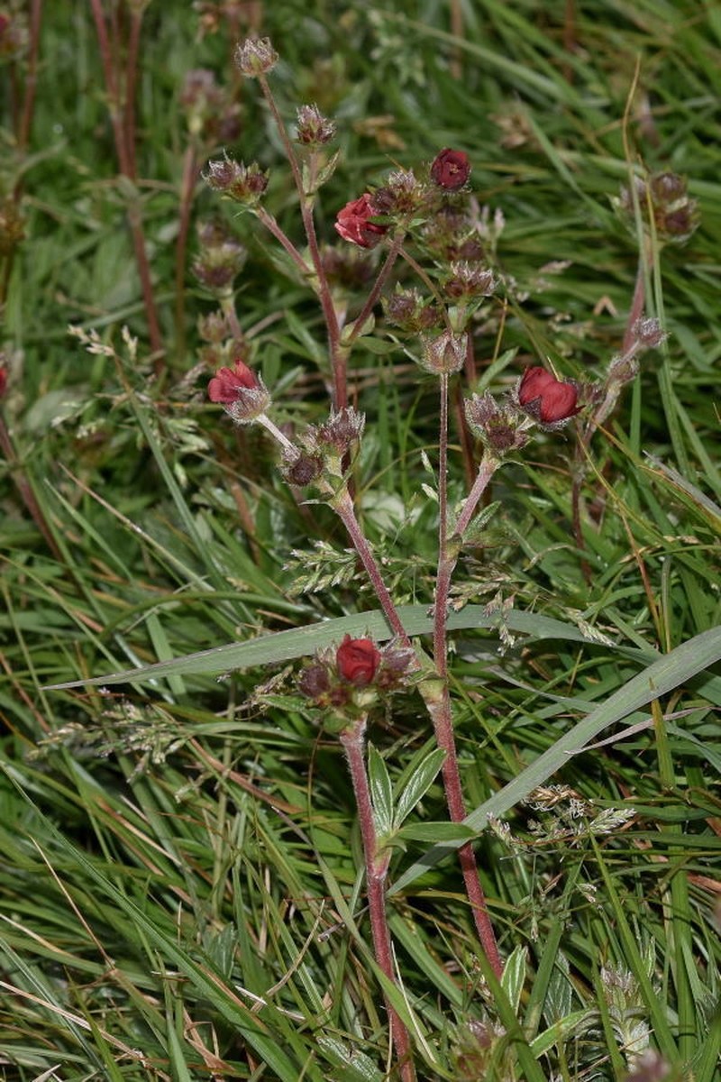 Potentilla rubra