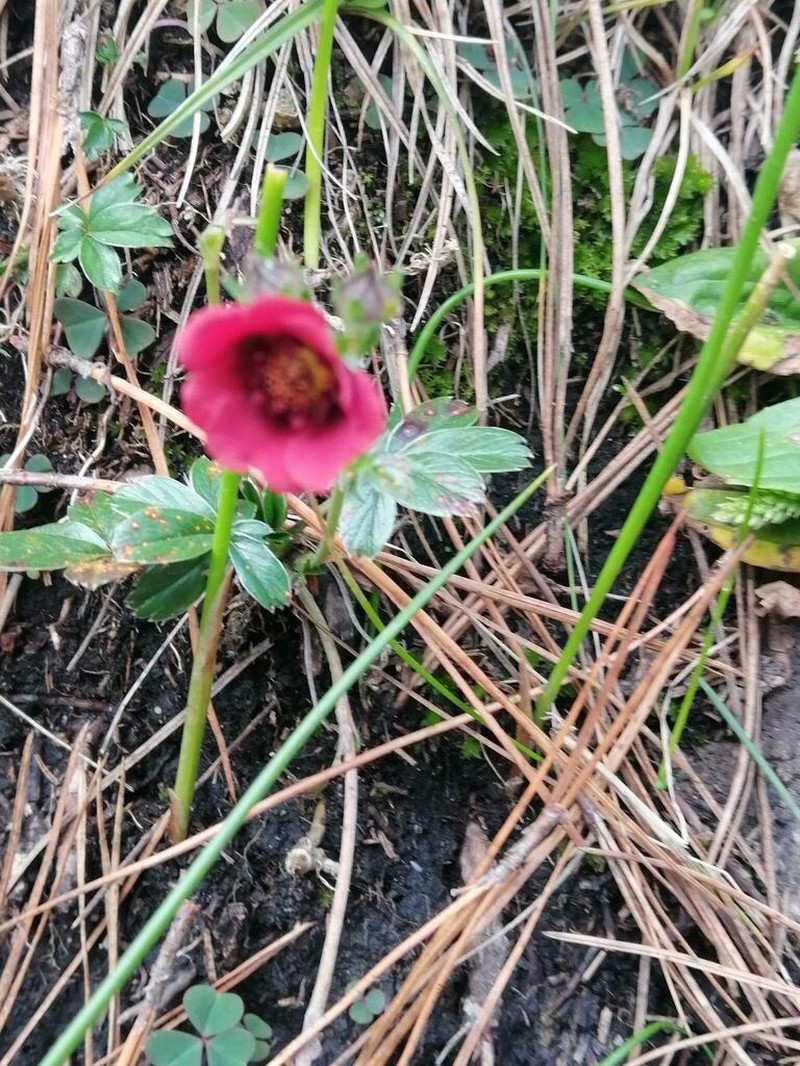 Potentilla rubra photo 2