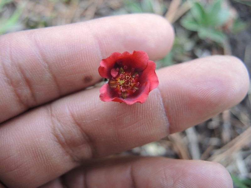 Potentilla rubra photo 3