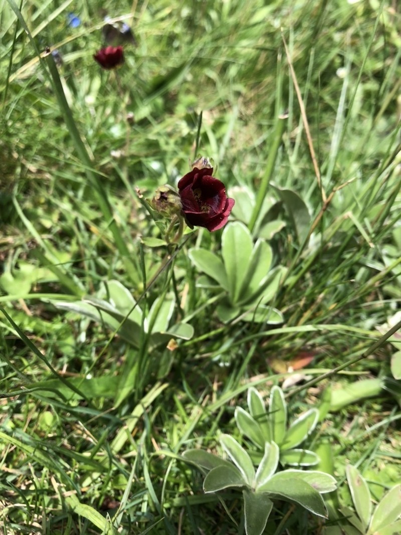 Potentilla rubra photo 4