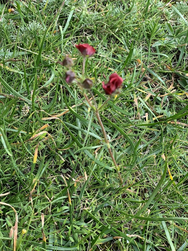Potentilla rubra photo 5