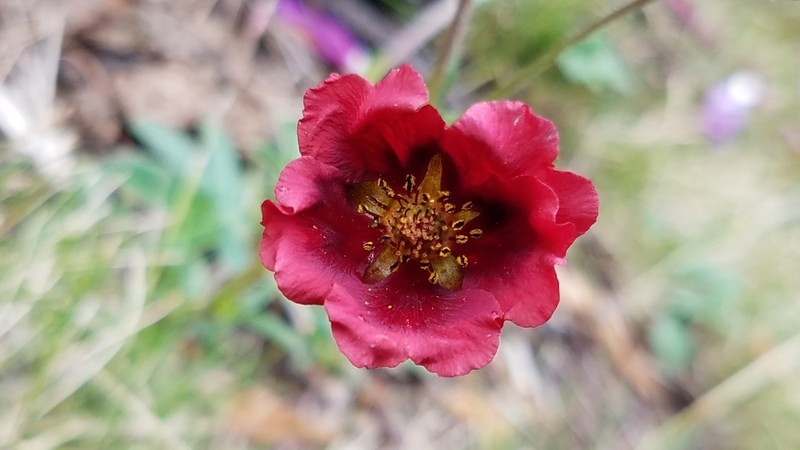 Potentilla rubra photo 6