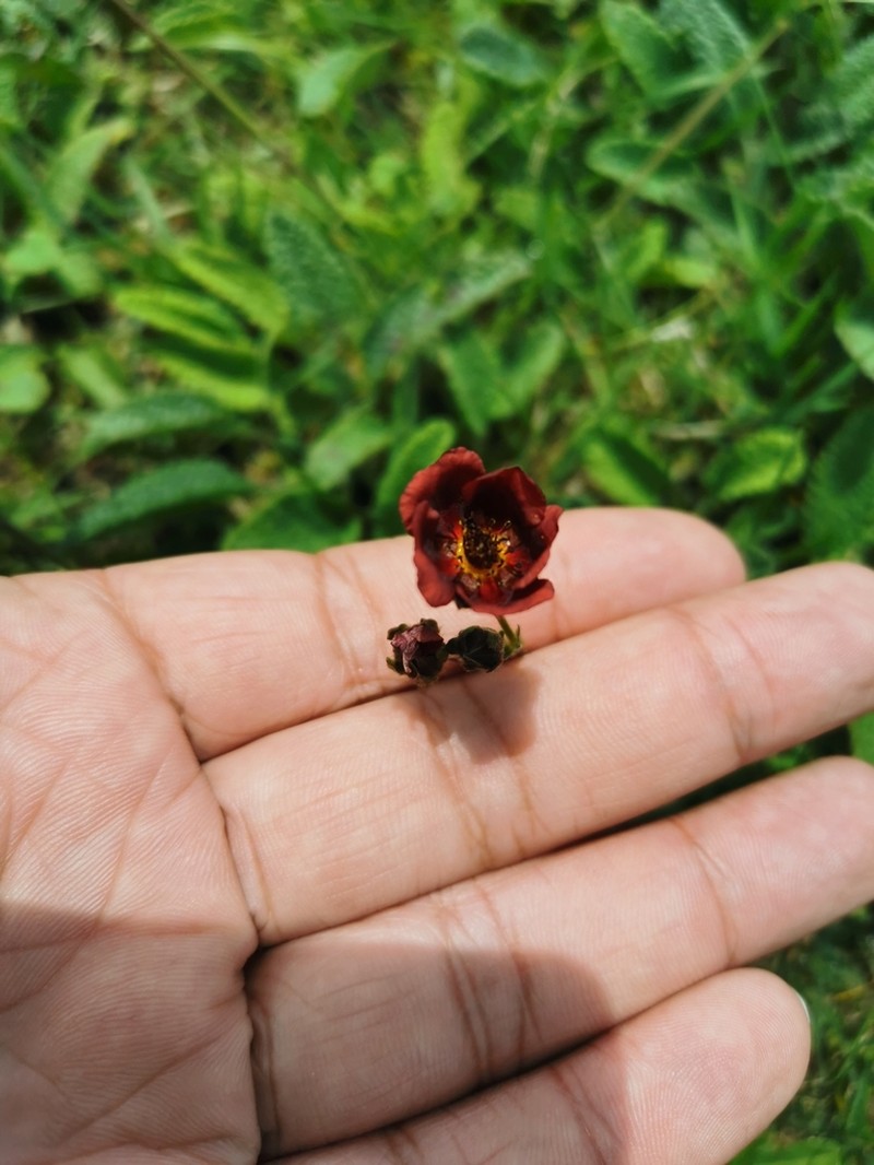 Potentilla rubra photo 7
