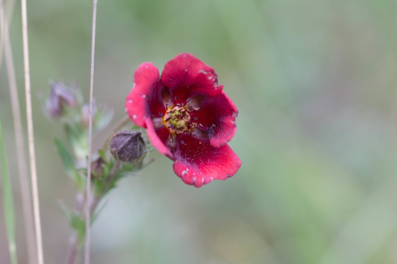 Potentilla rubra photo 8