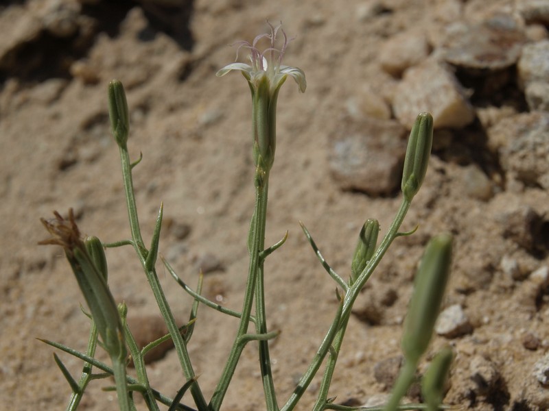 Rocky Mountain Cinquefoil photo 4