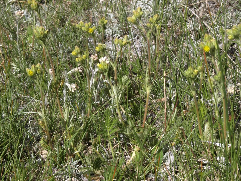 Rocky Mountain Cinquefoil photo 5