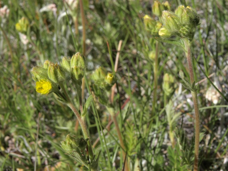 Rocky Mountain Cinquefoil photo 6