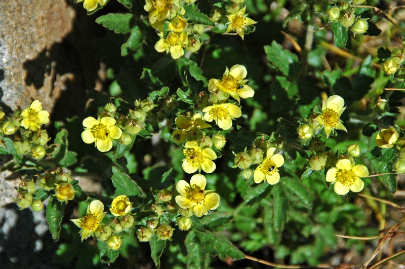 Rocky Mountain Cinquefoil