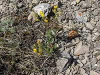 Rocky Mountain Cinquefoil