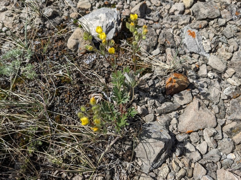 Rocky Mountain Cinquefoil