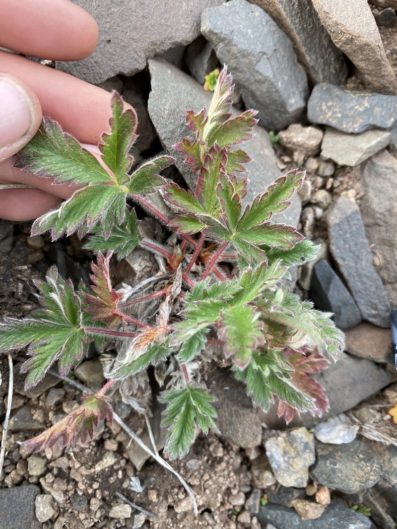 Rocky Mountain Cinquefoil photo 2