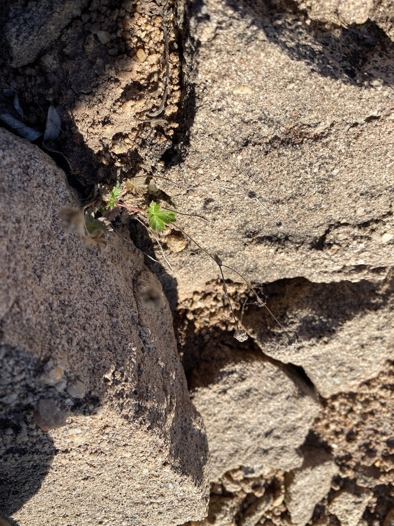 Rocky Mountain Cinquefoil photo 3
