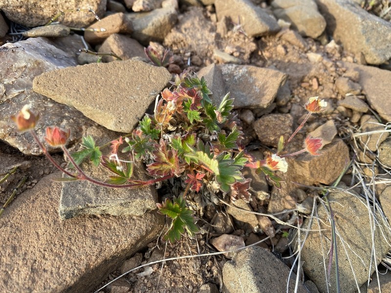 Rocky Mountain Cinquefoil photo 4