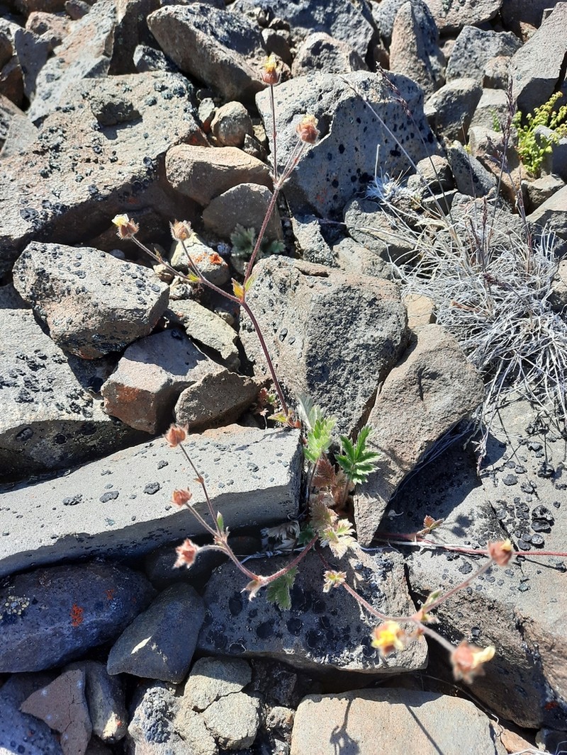 Rocky Mountain Cinquefoil photo 5