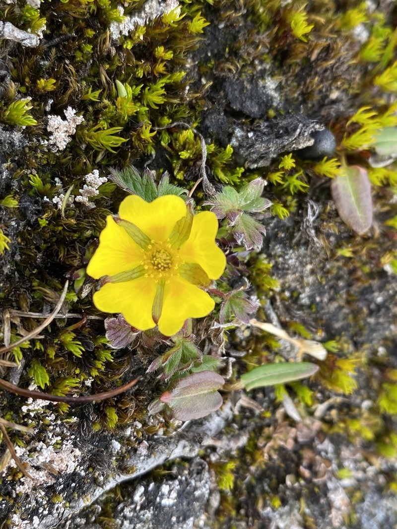 Rocky Mountain Cinquefoil photo 6