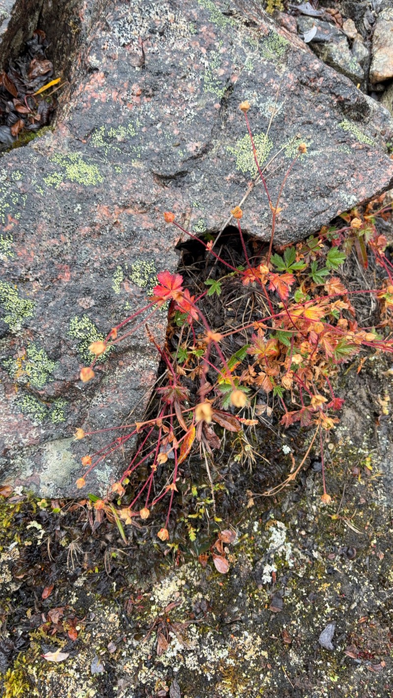 Rocky Mountain Cinquefoil photo 7