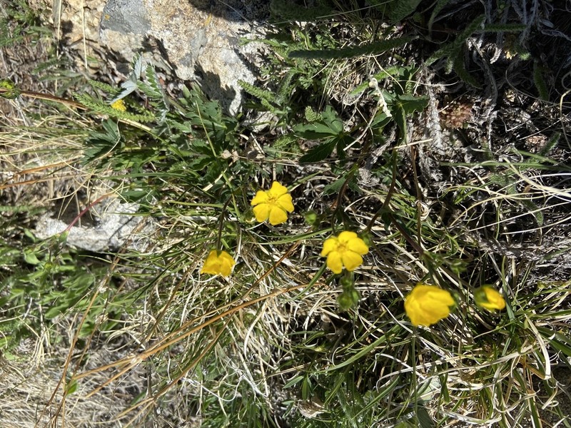 Rocky Mountain Cinquefoil photo 8