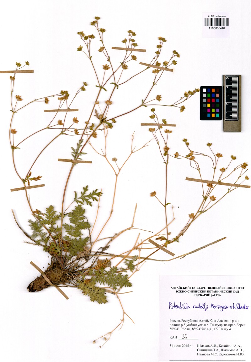 Potentilla rudolfii