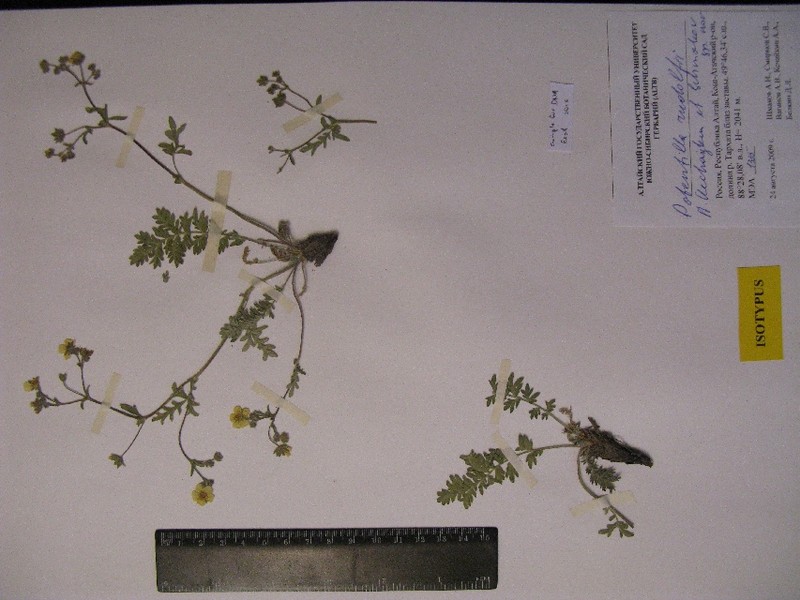 Potentilla rudolfii photo 2