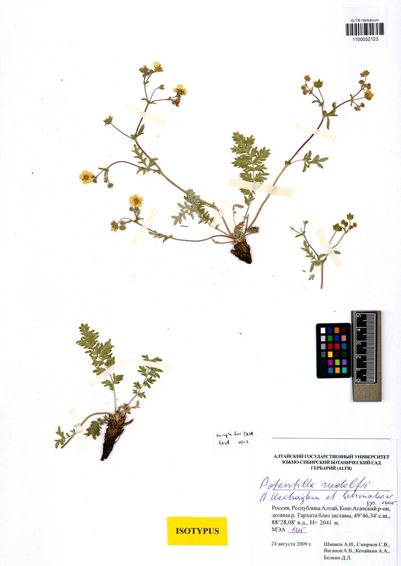 Potentilla rudolfii photo 3
