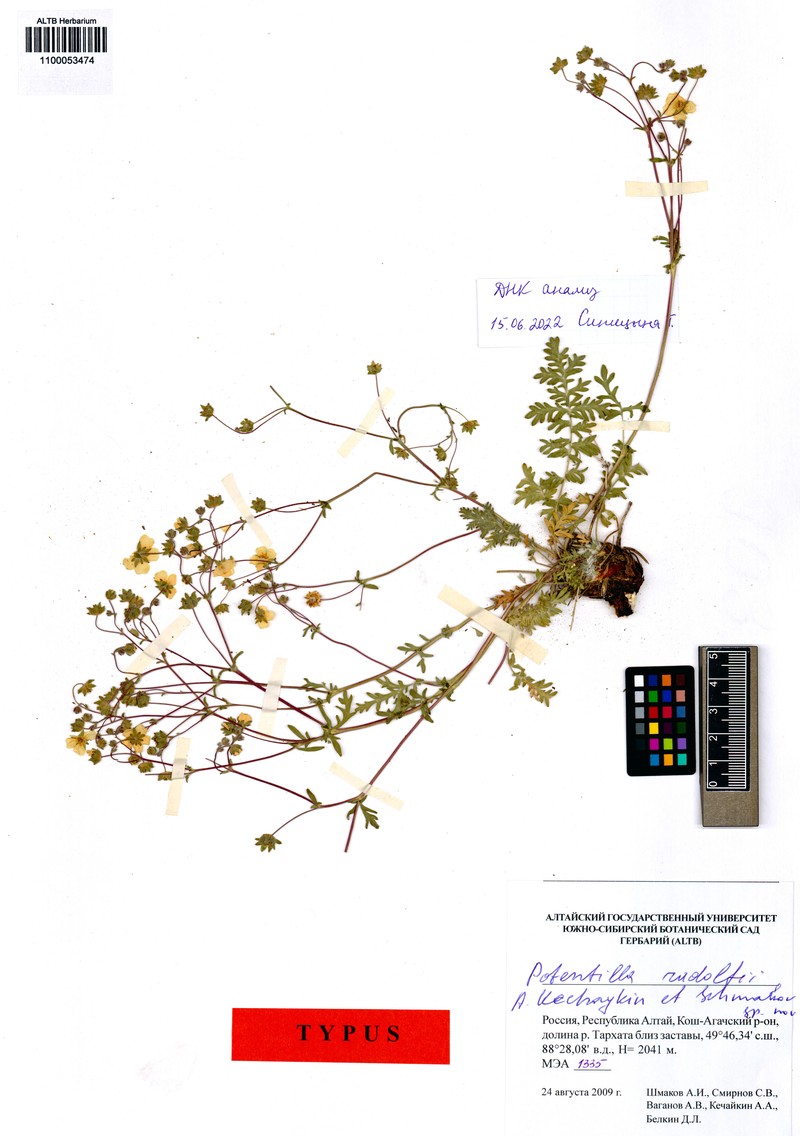 Potentilla rudolfii photo 4