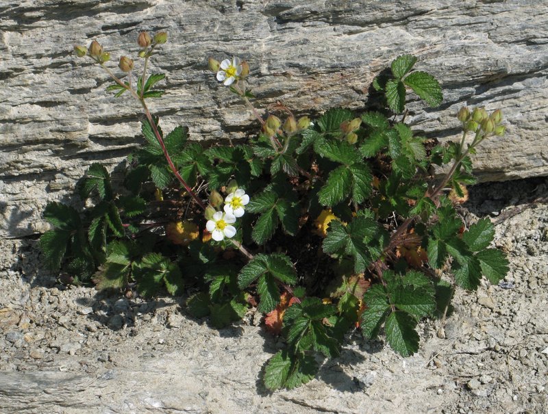 Potentilla rupestris