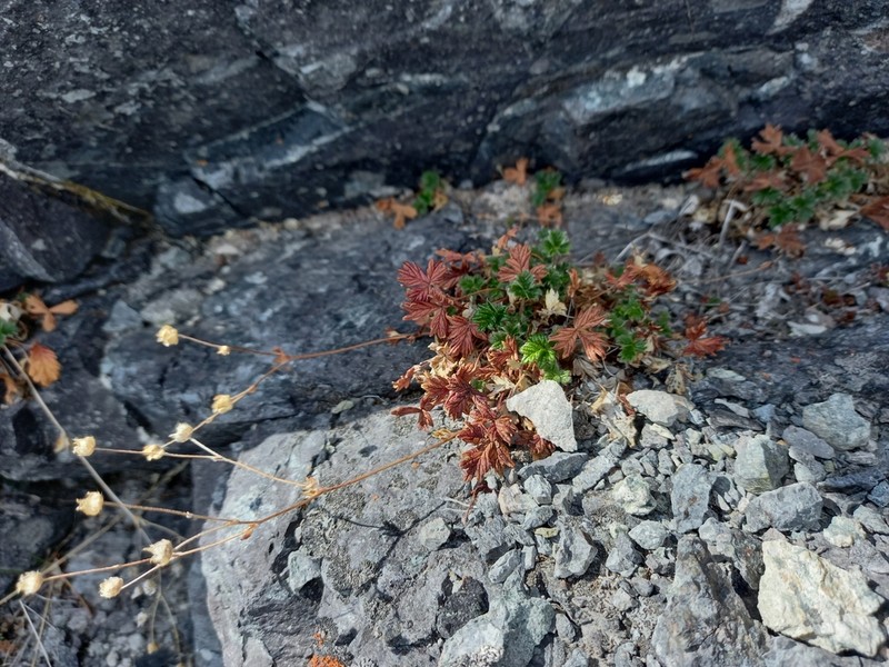 Potentilla rupifraga